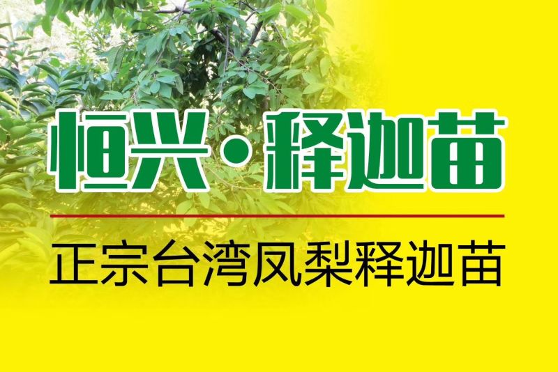 台湾凤梨释迦苗提供种植技术
