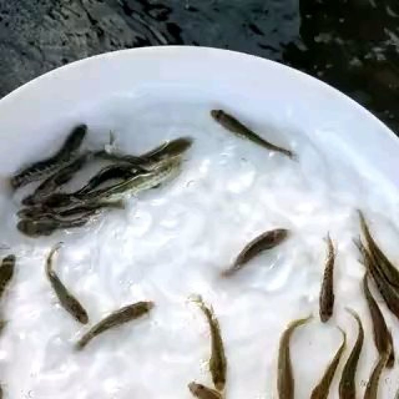 黑鱼鱼苗生鱼苗杂交黑鱼苗，黑黑鱼苗，