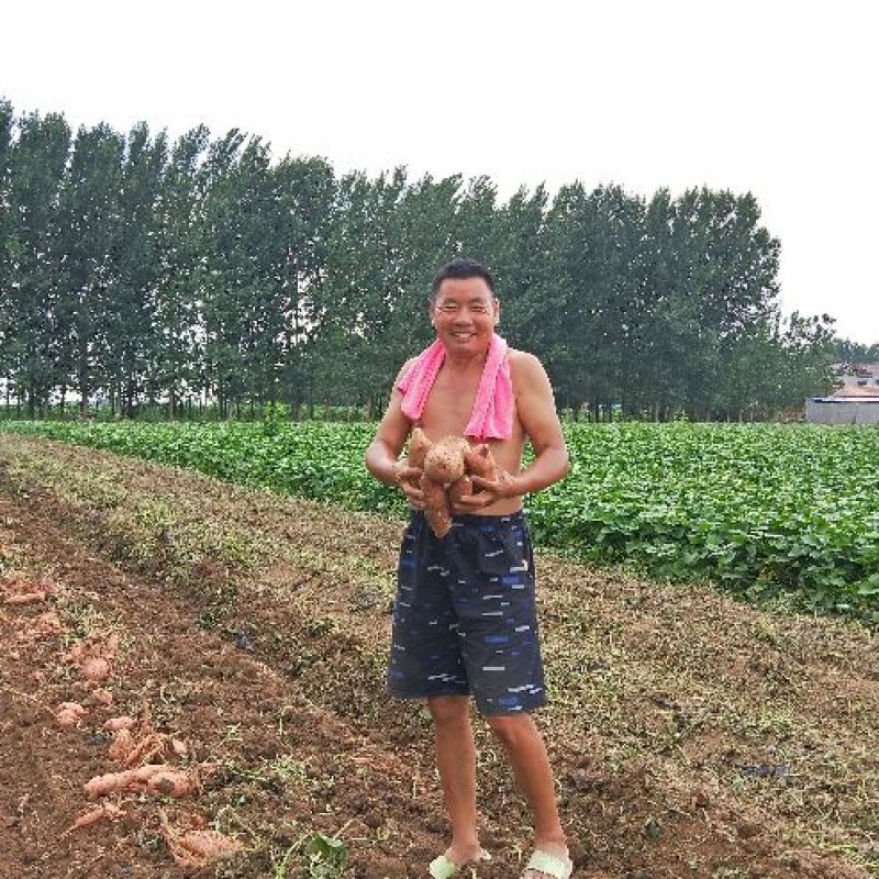 红薯龙薯九号