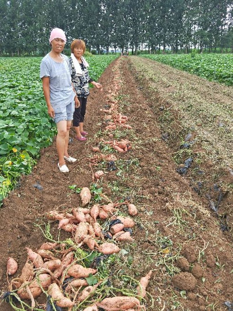红薯龙薯九号