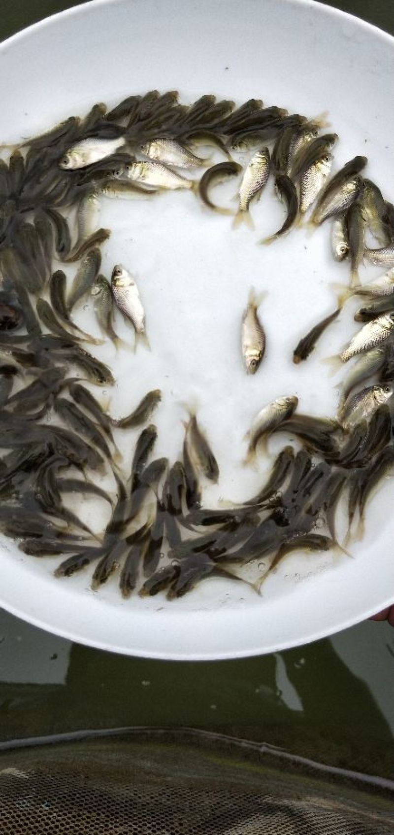 鲫鱼苗中科3号银鲫鱼苗快递包活到家