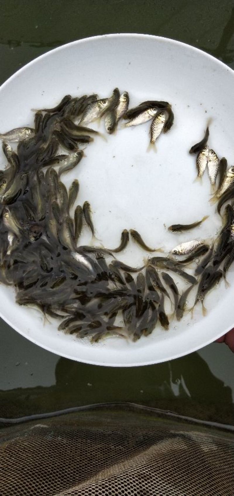 鲫鱼苗中科3号银鲫鱼苗快递包活到家