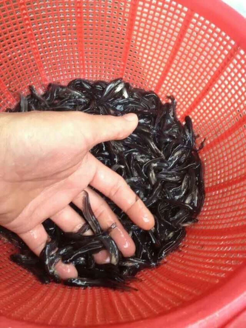 鲶鱼苗杂交大口鲶鱼苗，鲶鱼鱼苗，本地鲶鱼苗