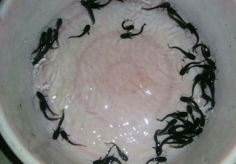 鲶鱼苗杂交大口鲶鱼苗，鲶鱼鱼苗，本地鲶鱼苗