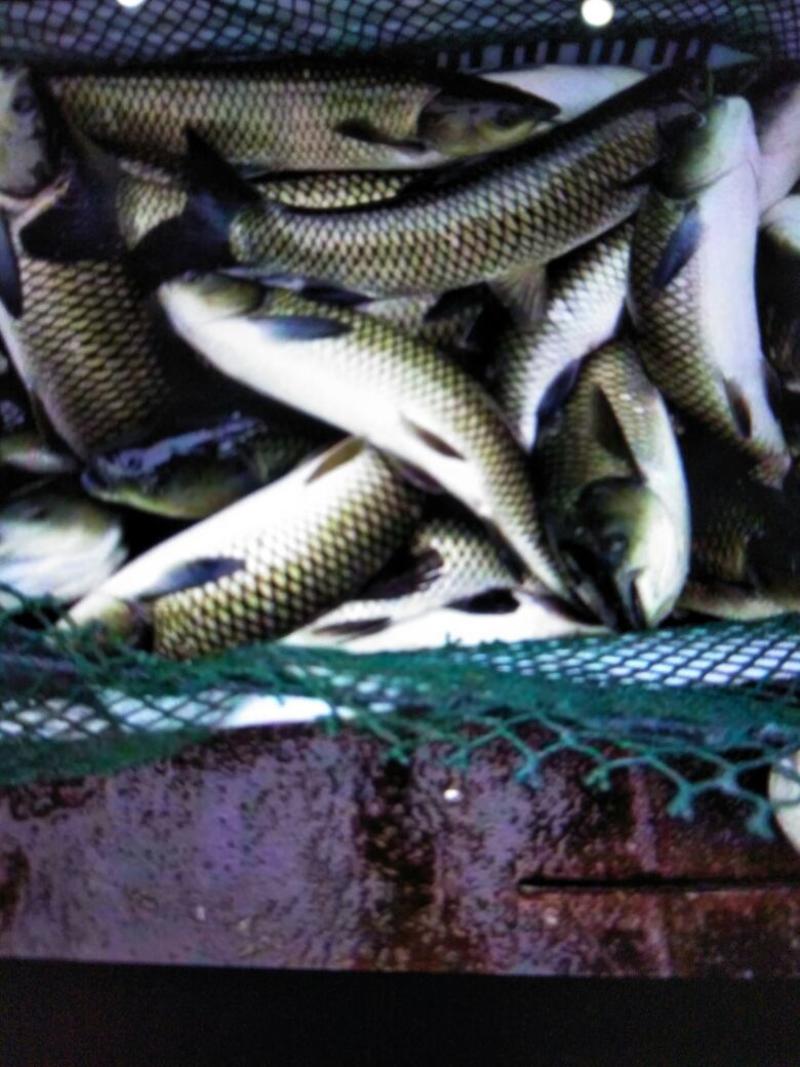鲫鱼，成品鲫鱼，量大可免费送货，提供养殖技术服务。