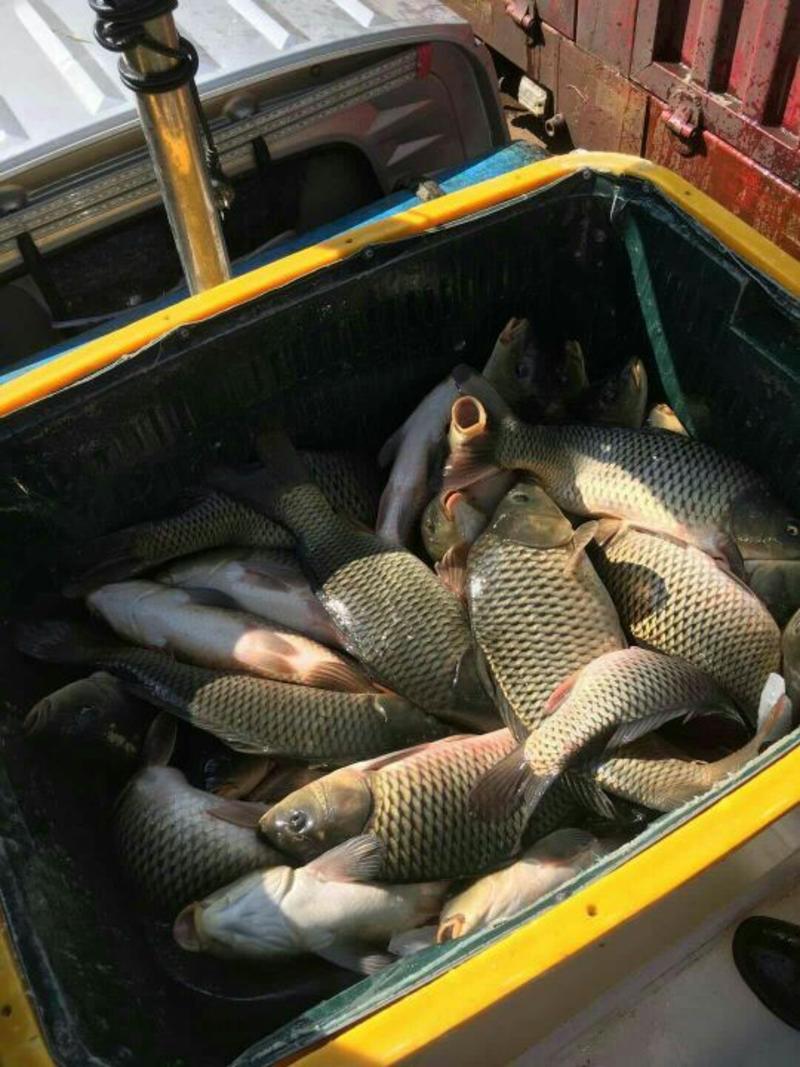 草鱼，云南出售各种规格草鱼，量大可以免费送货