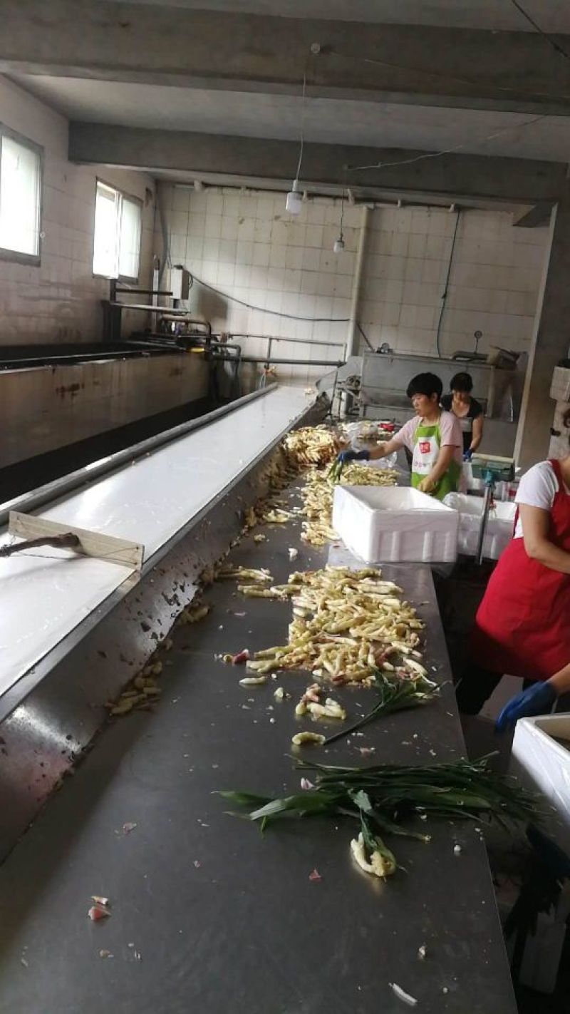 【小黄姜】山东安丘生姜支持视频看货可以对接市场欢迎电话联系