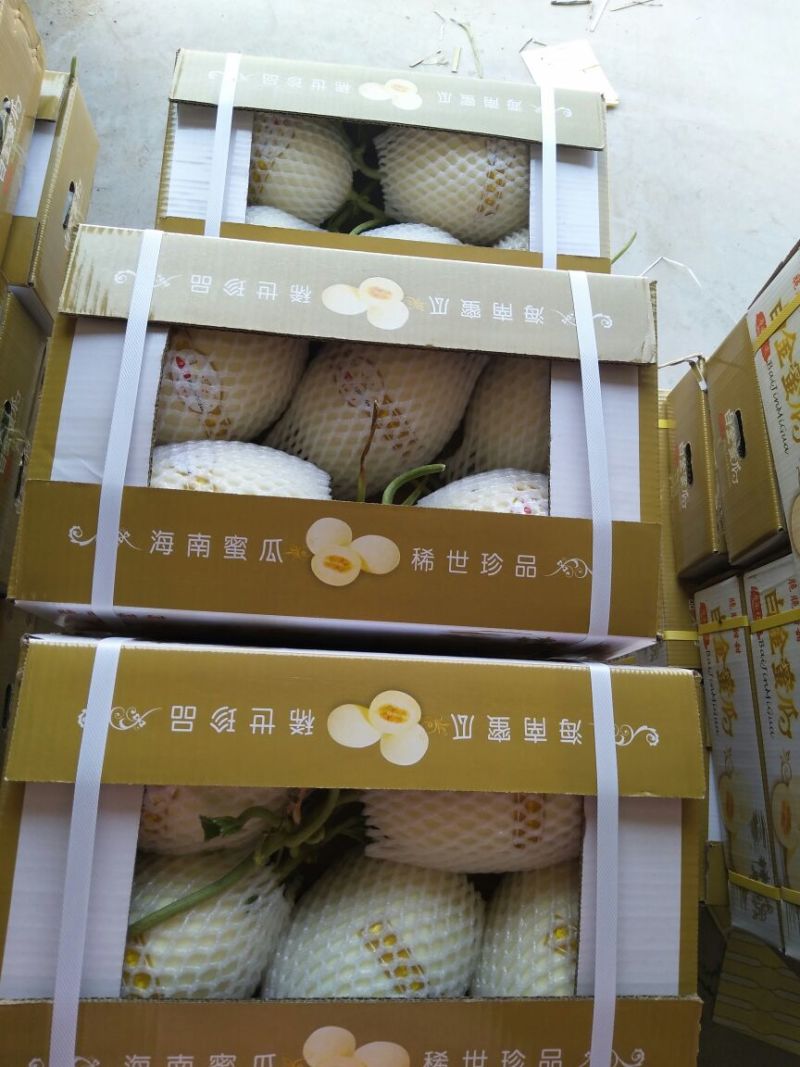 万亩甜瓜种植基地供应，白金蜜，脆梨甜瓜