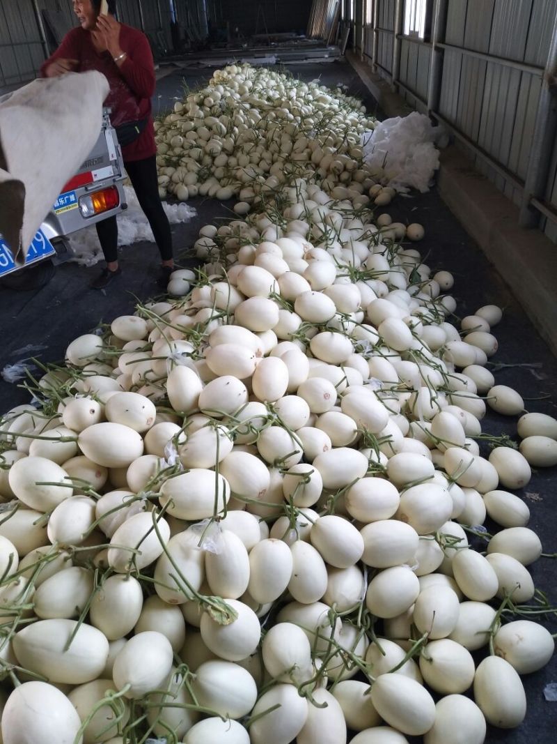 万亩甜瓜种植基地供应，白金蜜，脆梨甜瓜