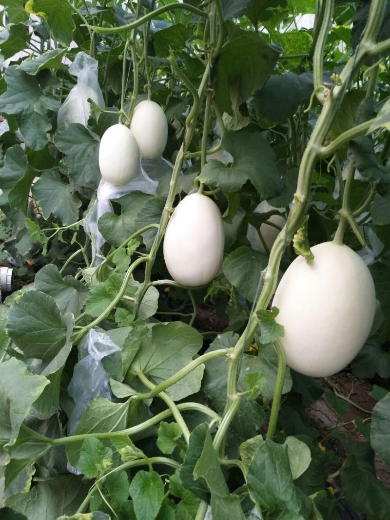 万亩甜瓜种植基地供应，白金蜜，脆梨甜瓜