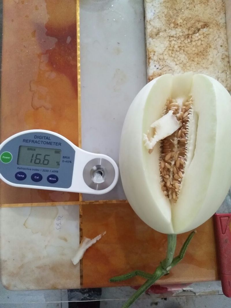 万亩甜瓜种植基地供应，白金蜜，脆梨甜瓜