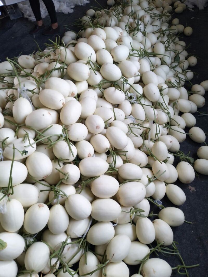万亩甜瓜种植基地供应，白金蜜，脆梨甜瓜