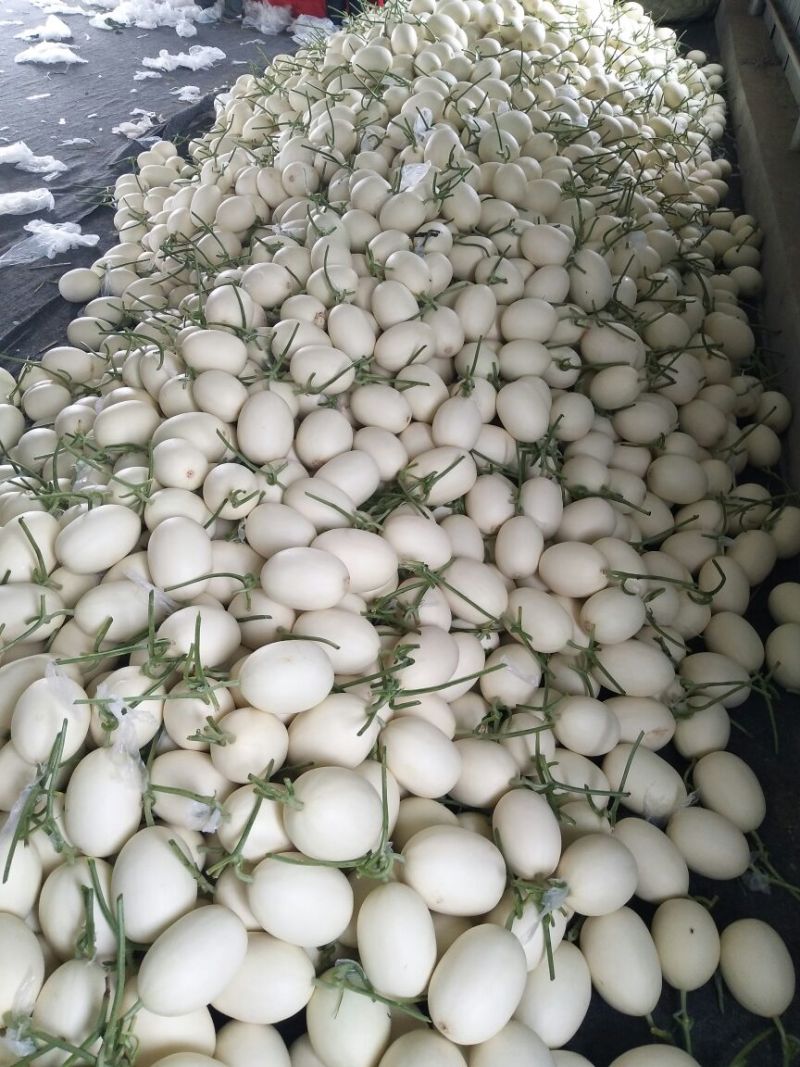 万亩甜瓜种植基地供应，白金蜜，脆梨甜瓜