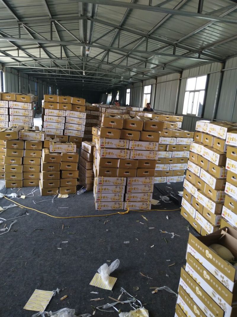万亩甜瓜种植基地供应，白金蜜，脆梨甜瓜