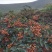 花椒富平齐椒香味浓