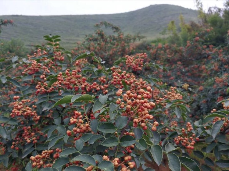 大红袍花椒一级干花椒***********