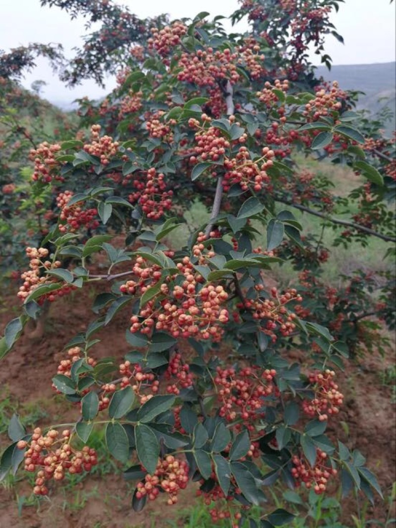 大红袍花椒一级干花椒***********
