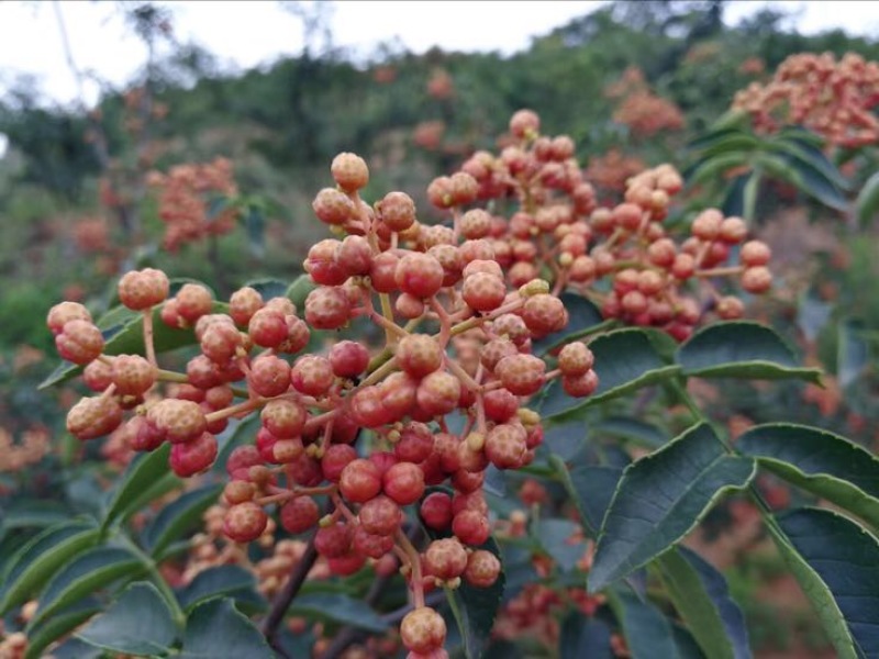 大红袍花椒一级干花椒***********