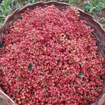 大红袍花椒一级干花椒***********