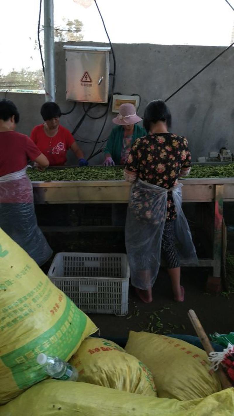 【牛】精品毛豆开心绿宝石大量上市山东基地直供代发全国