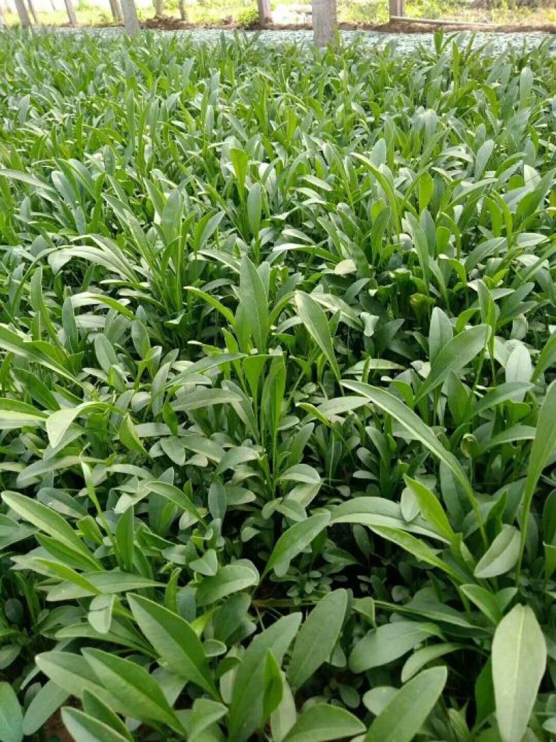 金盏菊金线菊