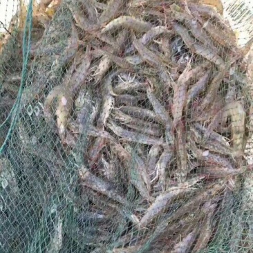 盐水对虾干
