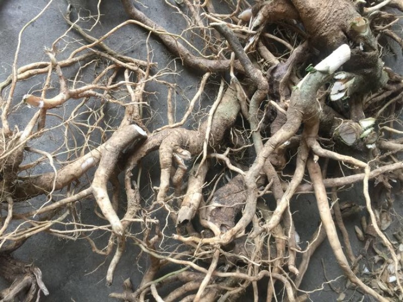 远志科植物，黄花倒水莲，观音串！干货根部，叶子等