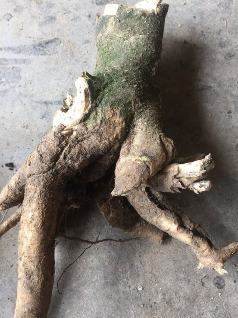 远志科植物，黄花倒水莲，观音串！干货根部，叶子等