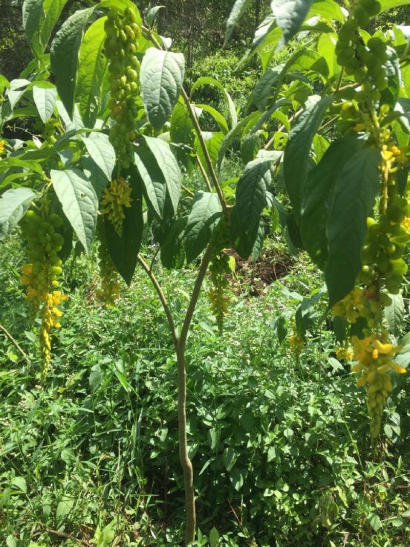 远志科植物，黄花倒水莲，观音串！干货根部，叶子等