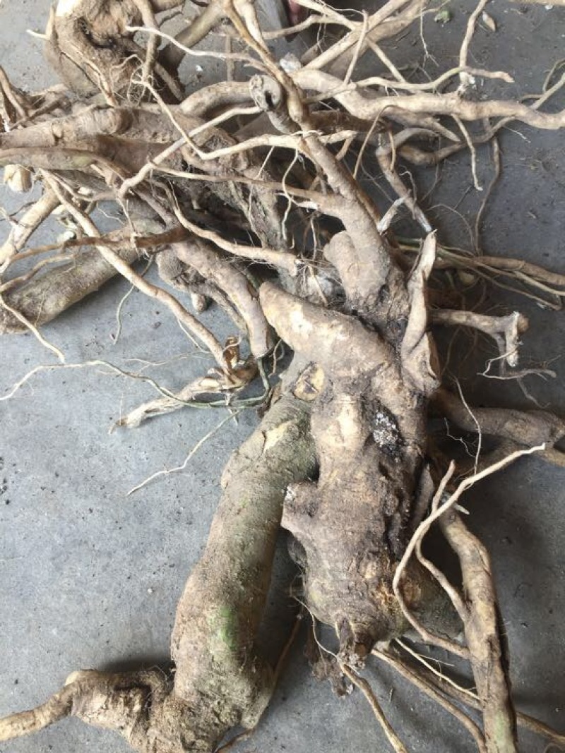 远志科植物，黄花倒水莲，观音串！干货根部，叶子等