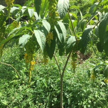 远志科植物，黄花倒水莲，观音串！干货根部，叶子等