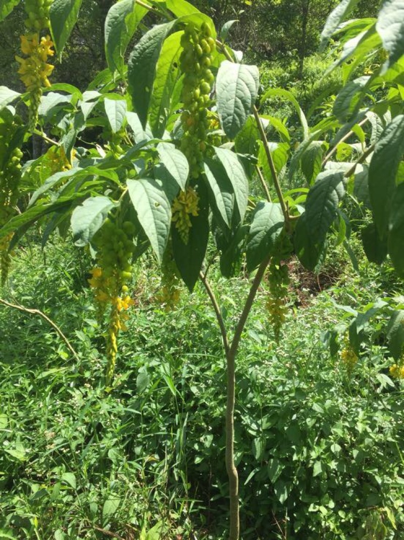 远志科植物，黄花倒水莲，观音串！干货根部，叶子等