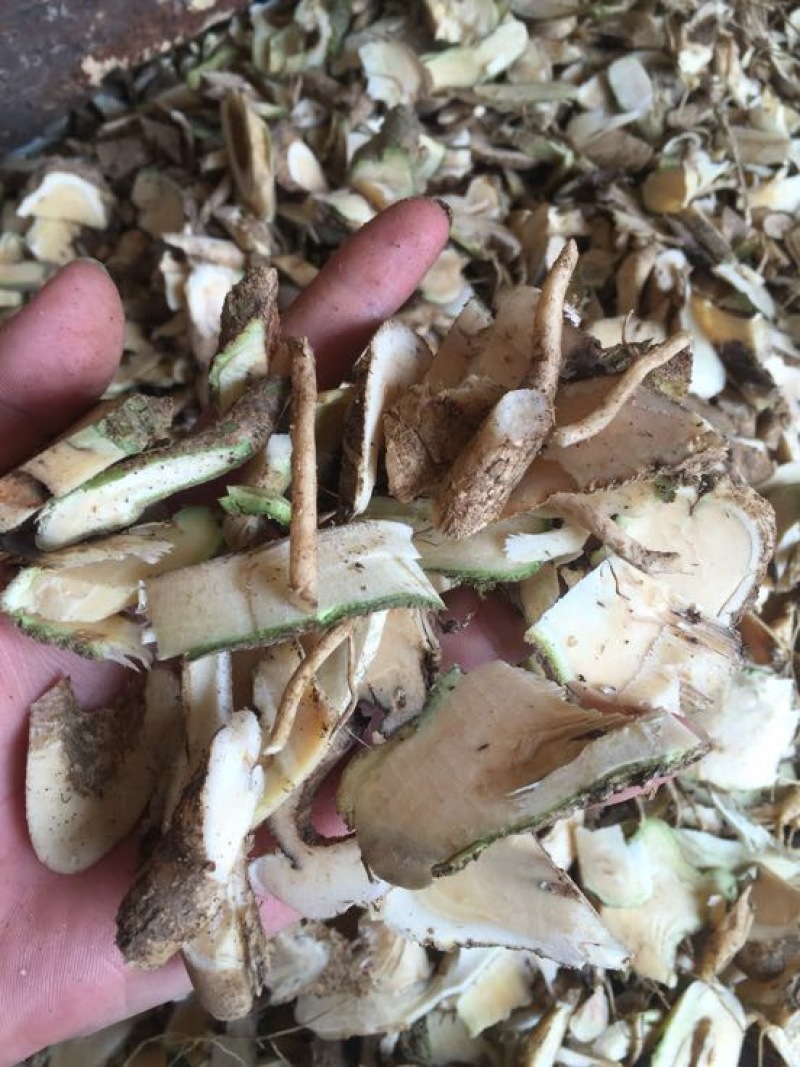 远志科植物，黄花倒水莲，观音串！干货根部，叶子等