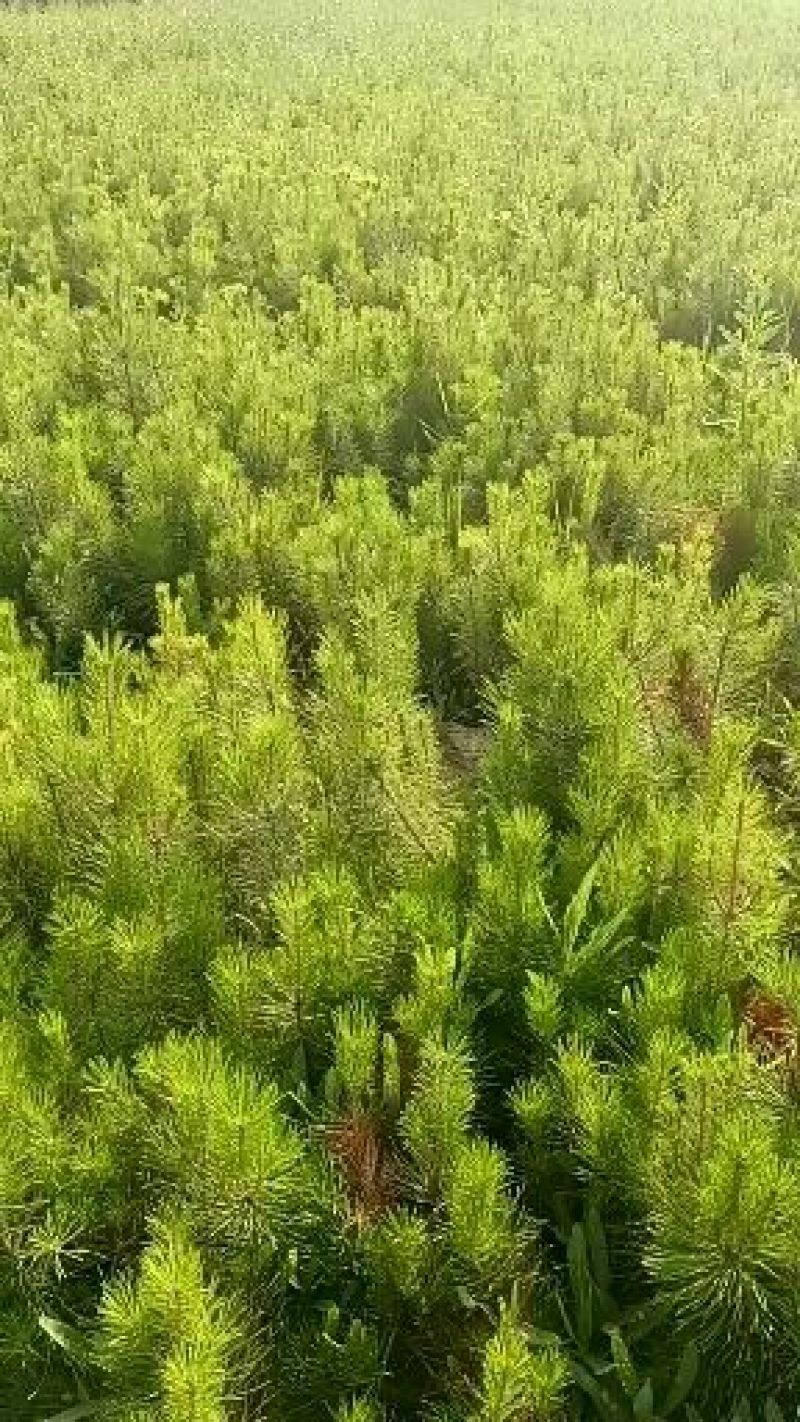 油松苗，河北油松杯苗，营养杯油松，山杏，杯苗