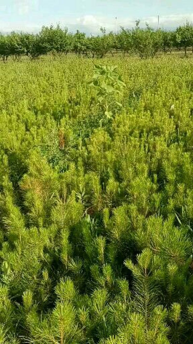 油松苗，河北油松杯苗，营养杯油松，山杏，杯苗