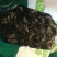 木耳自家仿野生种植，数量不是很多，懂货的可以了解联系