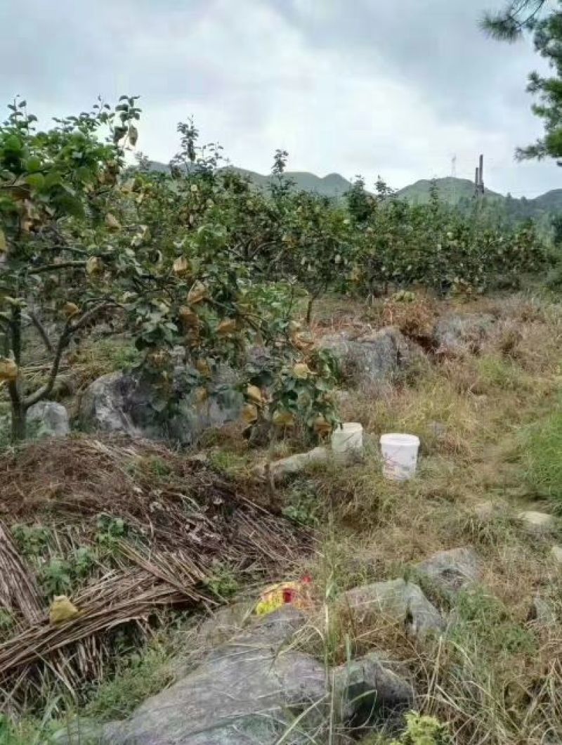 湖南文明半条被子水果之乡黄金奈李一件代发