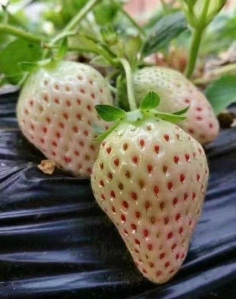 美十三草莓苗20到30公分提供种植技术