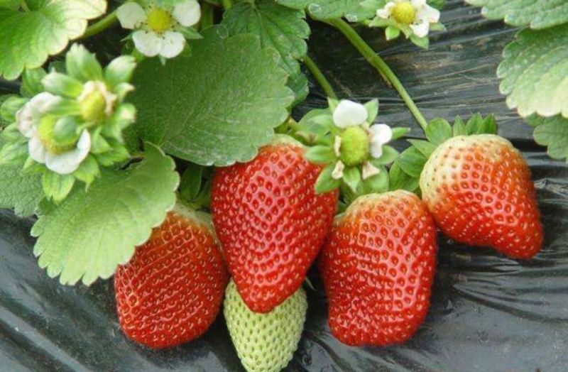 美十三草莓苗20到30公分提供种植技术