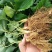 美十三草莓苗20到30公分提供种植技术