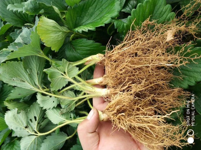 美十三草莓苗20到30公分提供种植技术