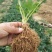 美十三草莓苗20到30公分提供种植技术