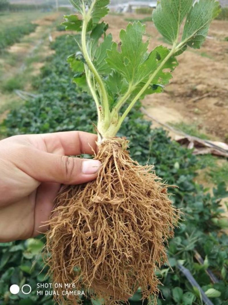 美十三草莓苗20到30公分提供种植技术