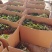 美十三草莓苗20到30公分提供种植技术