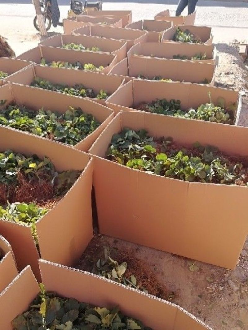 美十三草莓苗20到30公分提供种植技术