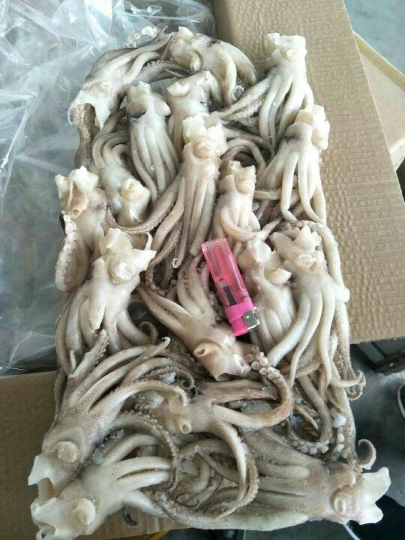 鱿鱼头