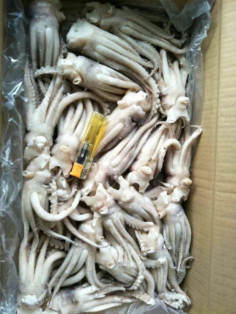 鱿鱼头