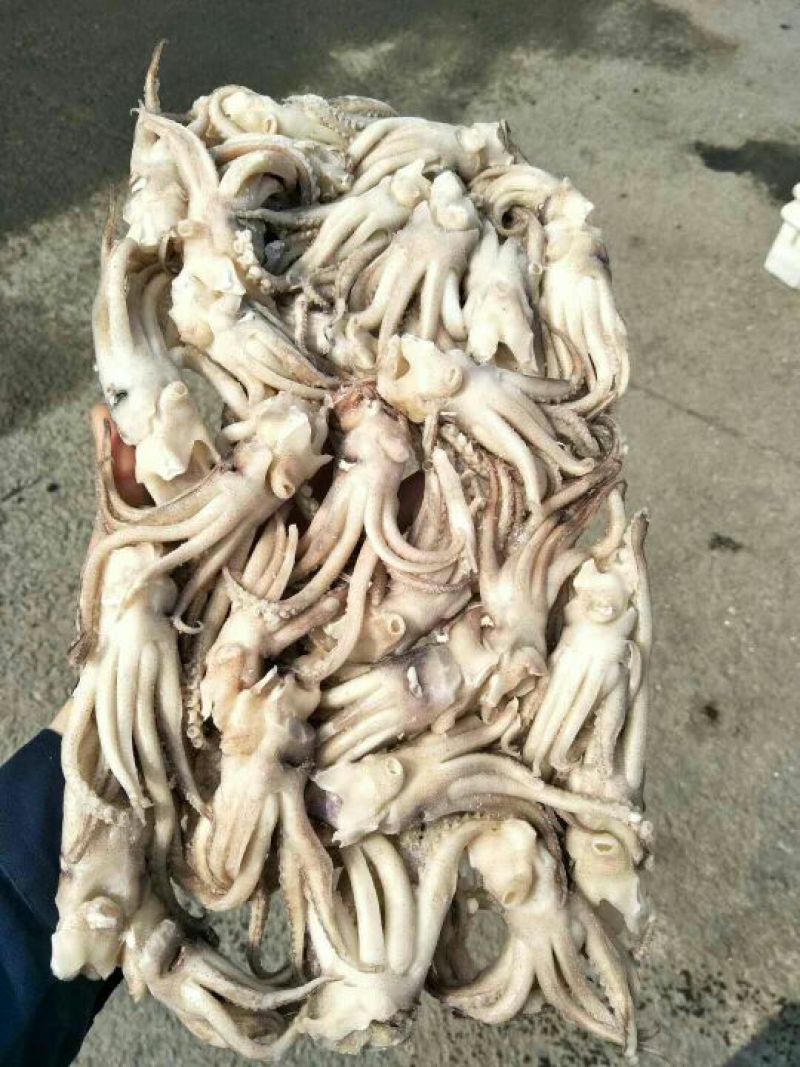 鱿鱼头