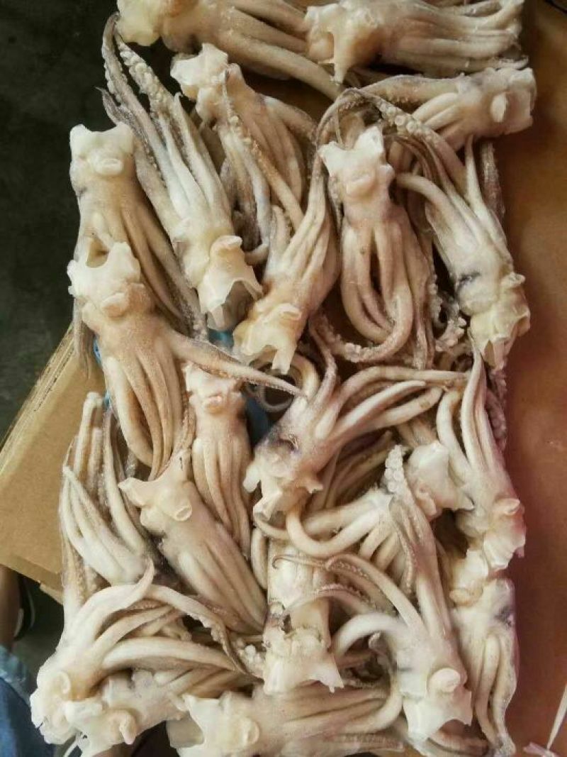 鱿鱼头