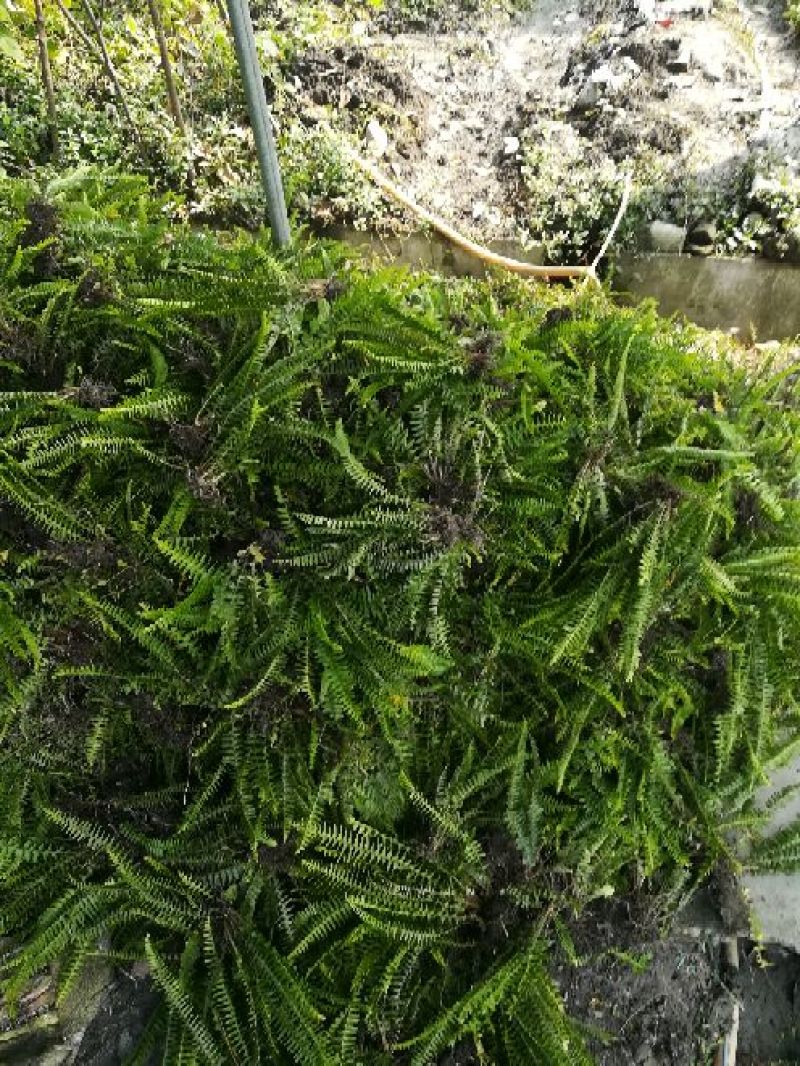 肾蕨